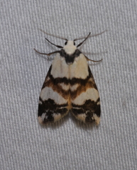Thallarcha albicollis