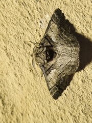 Hypobapta diffundens