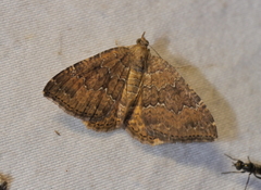 Chrysolarentia