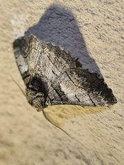 Hypobapta diffundens