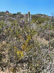 Drimia capensis