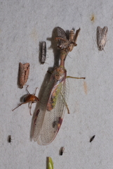 Ditaxis meridiei