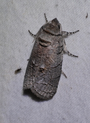Culama suffusca