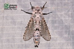 Polyphagozerra coffeae