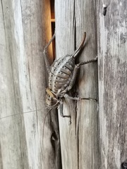 Hetrodes pupus