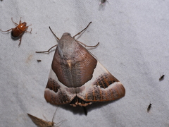 Niceteria macrocosma