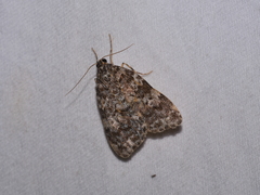 Parelictis saleuta