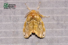 Euproctis kanshireia