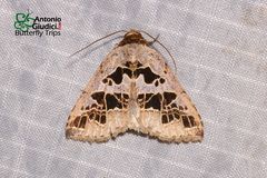 Anoba pectinata