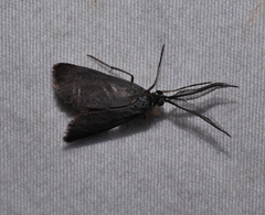 Pollanisus lithopastus