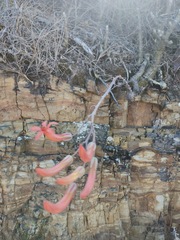 Tylecodon grandiflorus