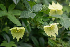 Dalechampia capensis