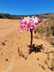 Ammocharis longifolia