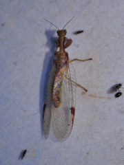 Ditaxis meridiei