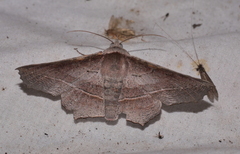 Oenochroma vetustaria