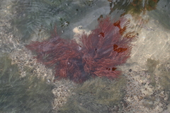 Halymenia
