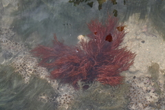 Halymenia