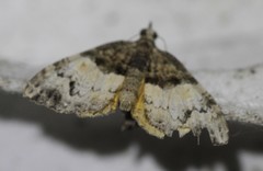 Chrysolarentia phaedra