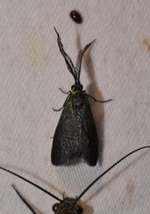 Pollanisus lithopastus