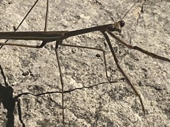 Phasmomantis sumichrasti