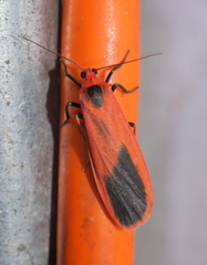 Scoliacma bicolora