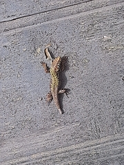 Podarcis muralis nigriventris