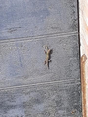 Podarcis muralis nigriventris