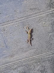 Podarcis muralis nigriventris