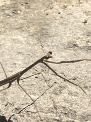 Phasmomantis sumichrasti