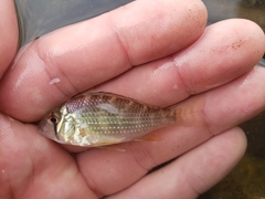 Acarichthys heckelii