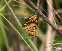Byblia anvatara