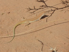 Acanthodactylus dumerilii