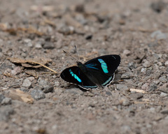 Diaethria neglecta