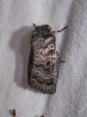 Proteuxoa rubripuncta