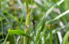 Hemicordulia australiae