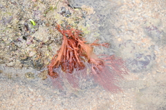 Halymenia