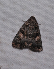 Condica macrosema