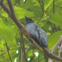 Edolisoma tenuirostre