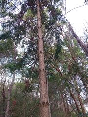 Araucaria bidwillii