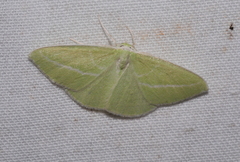 Iulops argocrana