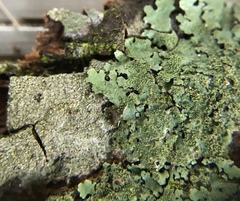 Bulbothrix scortella