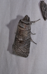 Culama suffusca