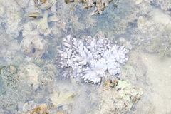 Cladiella