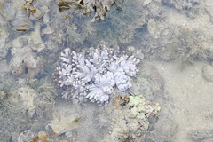 Cladiella
