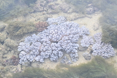 Cladiella