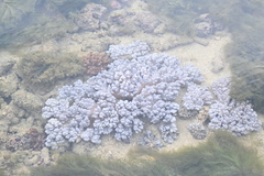 Cladiella