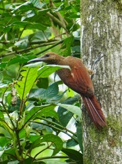 Dendrocolaptes sanctithomae