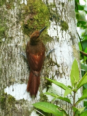 Dendrocolaptes sanctithomae