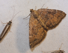 Chrysolarentia