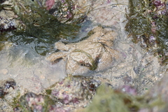 Pilumnus vespertilio